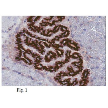 Anti-Sphingosine 1-phosphate receptor 1 (S1P1) Antibody, clone 8B7.1，100UL，MABC94，Sigma