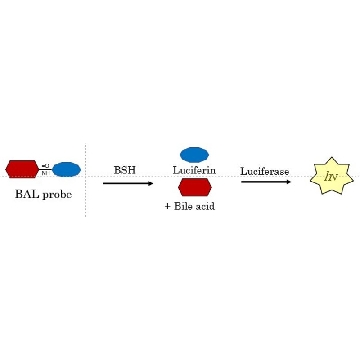 BioTracker BSH Activity Bioluminescent Probe，1MG，SCT251，Sigma