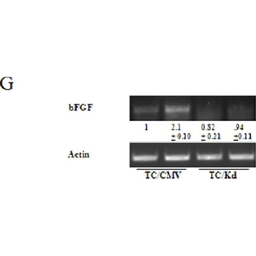 抗-FGF-2/碱性FGF（中和）抗体，克隆bFM-1，500UG，05-117，Sigma