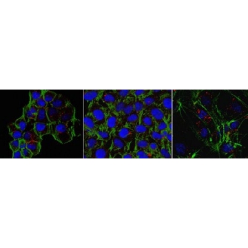 Anti-gamma-Actin/ACTG1 Antibody, clone 2A3，100UG，MABT824，Sigma