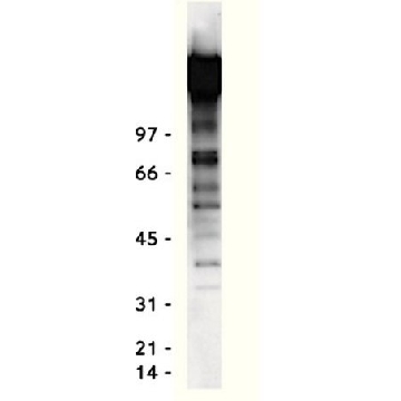 Anti-Phosphotyrosine Antibody, clone 4G10®，1MG，05-321MG，Sigma