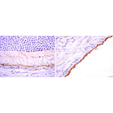 Anti-Bestrophin Antibody，100UG，MAB5466，Sigma