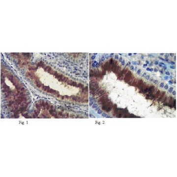 Anti-Plexin-A3 Antibody, clone 18A9.2，100UG，MAB10422，Sigma