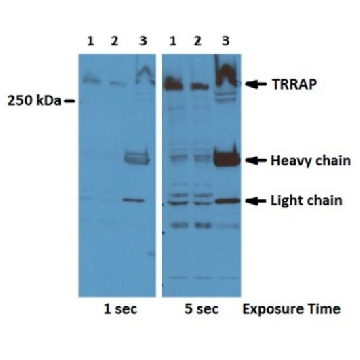 Anti-TRRAP Antibody, clone 2TRR-1B3，100UL，MABE1008，Sigma