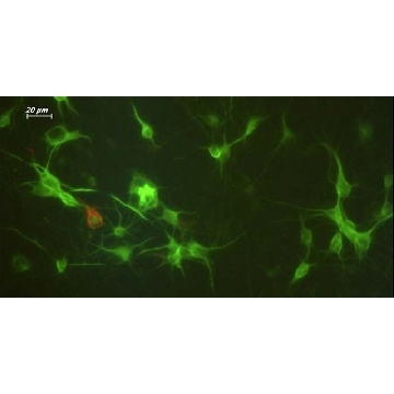 Milli-Mark® 泛神经元标志物，100UL，MAB2300，Sigma