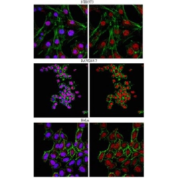 Anti-FOXP1 Antibody，100UG，AB2277，Sigma