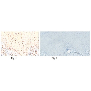 Anti-MiTF Antibody, clone 3D1.2，200UL，MABE78，Sigma