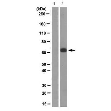 Anti-TAP1 Antibody, clone mAb 148.3，100UG，MABF125，Sigma