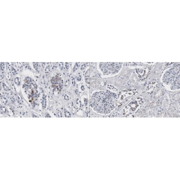Anti-IRP2 Antibody, clone 3B11，25UG，MABS2030-25UG，Sigma
