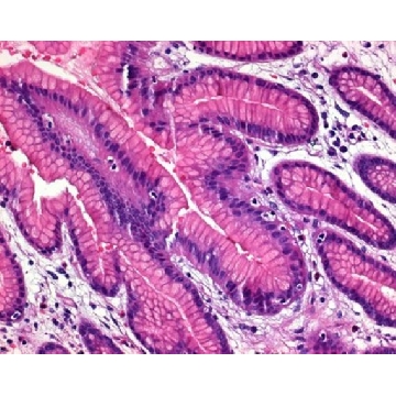 苏木精晶体（C.I.75290），100G，1043020100，Sigma