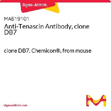 Anti-Tenascin Antibody, clone DB7，50UG，MAB19101，Sigma