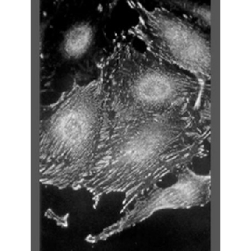 Anti-Paxillin Antibody, clone 5H11，250UG，05-417，Sigma