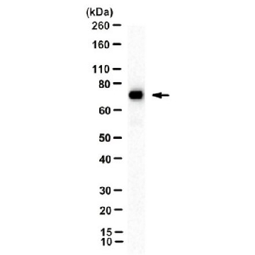 抗-MxA，克隆M143（CL143），100UG，MABF938，Sigma