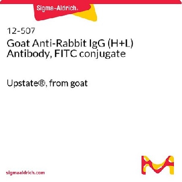 Goat Anti-Rabbit IgG (H+L) Antibody, FITC conjugate，500UG，12-507，Sigma
