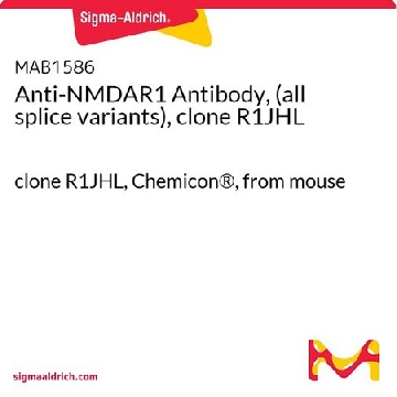 抗NMDAR1抗体，（全部剪接变体），克隆R1JHL，15UG，MAB1586，Sigma