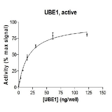 UBE1 Protein, active, 10 µg，10UG，23-021，Sigma