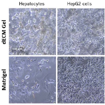 Liver dECM Gel Hydrogel Kit，1KIT，CC174，Sigma