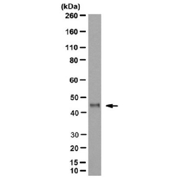 Anti-Fox1 Antibody, clone 1D10，100UG，MABE985，Sigma