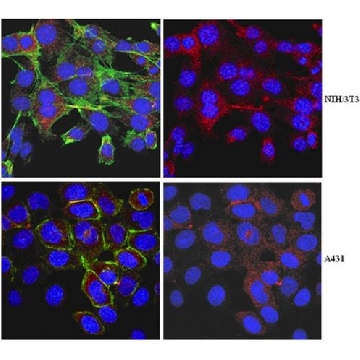 Anti-Myosin-VI Antibody，100UL，ABT42，Sigma