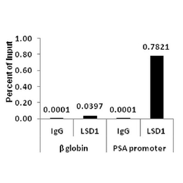 ChIPAb+ LSD1 (KDM1A) Antibody - ChIP Validated Antibody and Primer Set，25ASSAYS，17-10531，Sigma