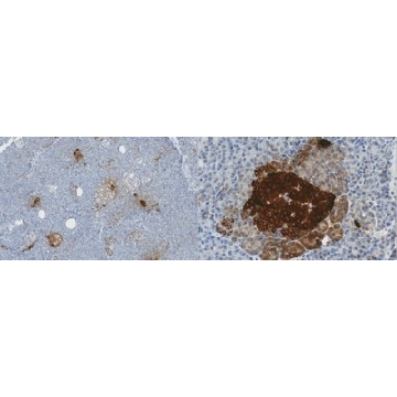 Anti-Pancreatic Polypeptide，100UL，AB939-I，Sigma