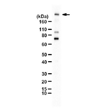抗磷酸化Brd4（Ser492/Ser494），100UL，ABE1453，Sigma