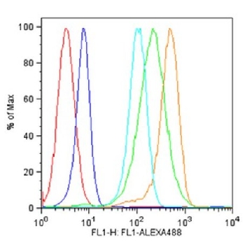 抗-IFIT3抗体，100UL，ABF1048，Sigma