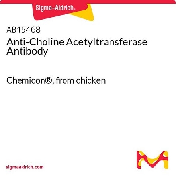 Anti-Choline Acetyltransferase Antibody，500UL，AB15468，Sigma