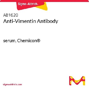 Anti-Vimentin Antibody，500UL，AB1620，Sigma