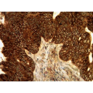 Anti-VPAC1 Antibody，100UG，AB2265，Sigma