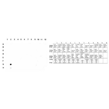 抗单甲基组蛋白H2A（Gln104），100UL，ABE1332，Sigma