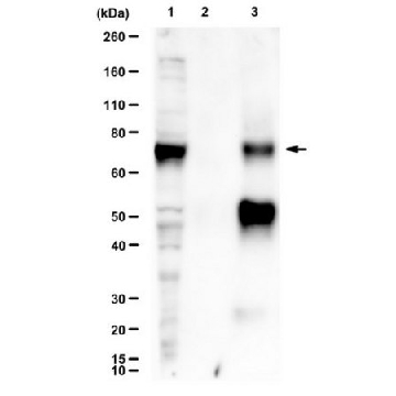 Anti-BMAL1，200UL，ABE2599，Sigma