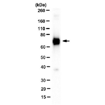 抗 -Stat3b抗体（克隆516 G10H9），100UG，MABC1177，Sigma