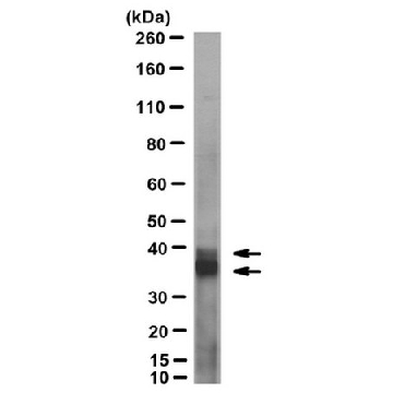 Anti-Galectin-9 Antibody, Neutralizing, clone 9S2-1，100UG，MABT834，Sigma