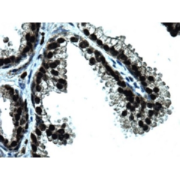 抗-GREB1抗体，克隆GREB1Ab，100UG，MABS62，Sigma
