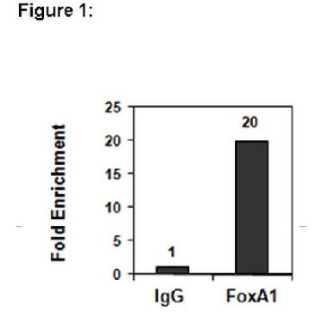 ChIPAb+ FOXA1 Antibody，25ASSAYS，17-10267，Sigma