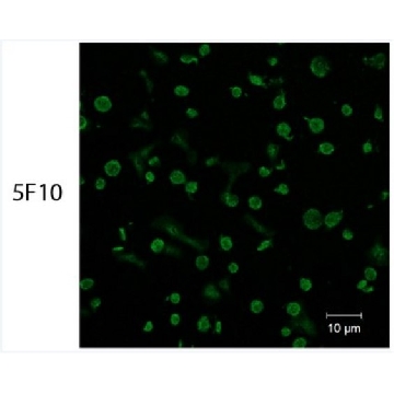 Anti-PAR4 Antibody, clone 5F10，100UL，MABS1298，Sigma