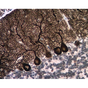 Anti-InsP3R Antibody, Type 1，100UG，ABS55，Sigma