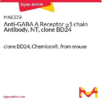 抗GABA A受体α1 链抗体（NT，克隆BD24），100UG，MAB339，Sigma