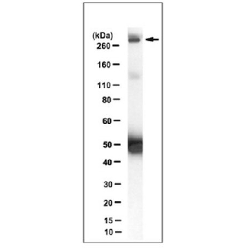 Anti-Procadherin FAT1 Antibody, clone C257，100UG，MABC612，Sigma