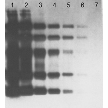 OxyBlot 蛋白质氧化检测试剂盒，200ASSAYS，S7150，Sigma