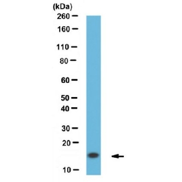 Anti-a-Synuclein, clone 10D2 Antibody，100UG，MABN633，Sigma