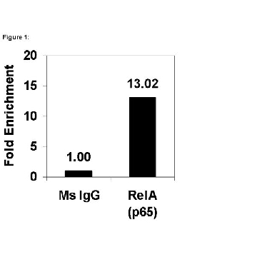 ChIPAb+ NFκB p65 (RelA) - ChIP经验证的抗体和引物组，25ASSAYS，17-10060，Sigma
