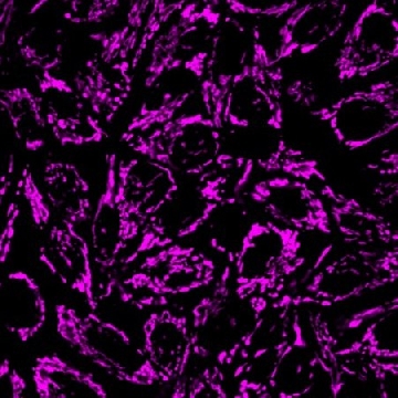 BioTracker 633红色线粒体染料，20X50UG，SCT137，Sigma
