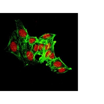 Anti-JMJD4 (NT) Antibody，100UG，07-1538，Sigma