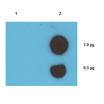 抗顺铂 DNA 加合物抗体，克隆 ICR4，100UG，MABE416，Sigma
