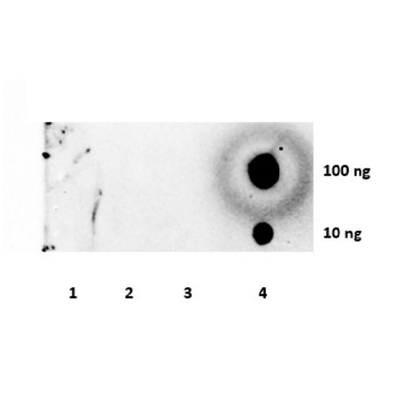 抗三甲基组蛋白H3（Lys9）抗体，100UG，07-442，Sigma