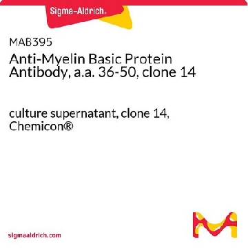 Anti-Myelin Basic Protein Antibody, a.a. 36-50, clone 14，1ML，MAB395-1ML，Sigma