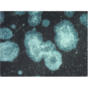 PluriSTEM-XF® 重组玻连蛋白，500UG，CC130，Sigma