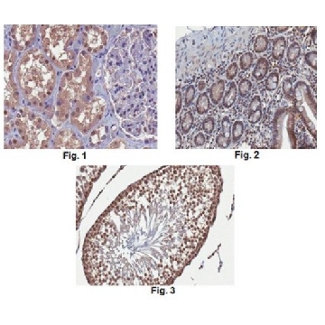 Anti-VprBP Antibody, clone 8A7.2，100UG，MABE969，Sigma